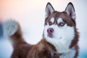 A Husky with two different color eyes.