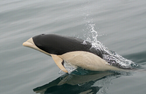 All About the Southern Right Whale Dolphin