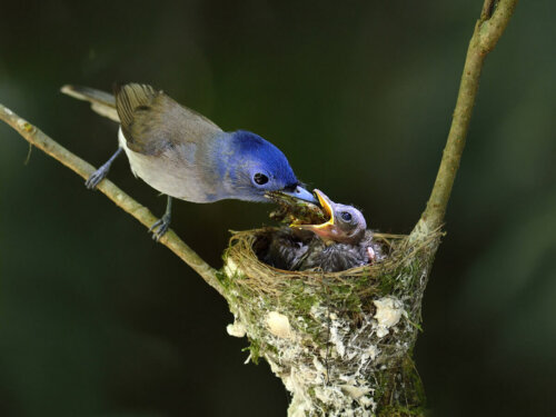 A bird feeding another.