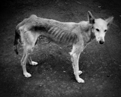 A black and white photo of a malnourished dog.