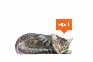 Social Networks Change How You Perceive Animals