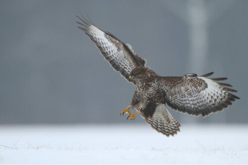 A common buzzard.