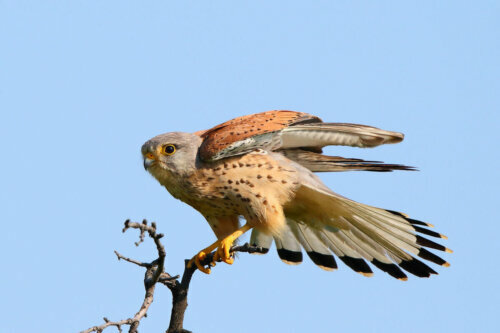 Diurnal birds of prey - A common kestrel.
