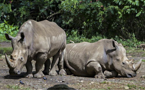 Characteristics and Eating Habits of Javan Rhinoceros