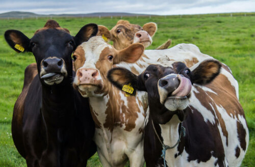 A group of cows.