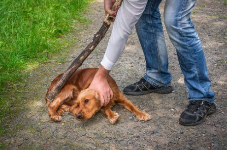 A dog being abused by their owner.