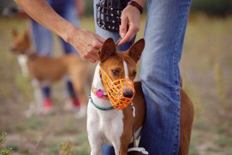 A dog wearing a basket muzzle.