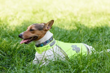 A dog wearing a luminous jacket.