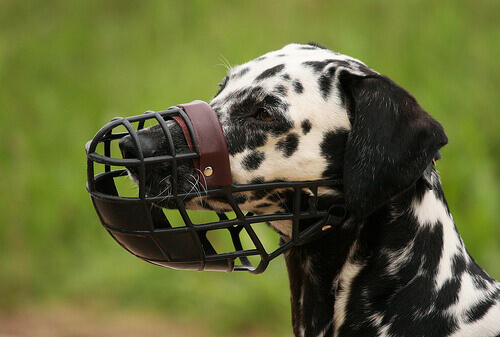 Everything You Need to Know About Dog Muzzles