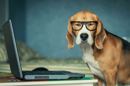 A dog with glasses.