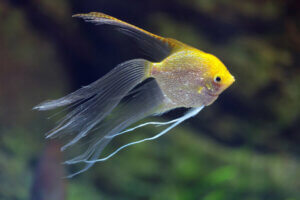 Definition and Characteristics of Hybrid Animals