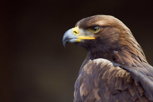 A golden eagle.