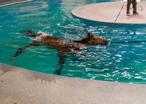 A horse in a pool.