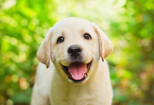 A labrador retriever puppy, one of the breeds of dog with big eyes.