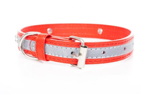 A light-up collar for stray dogs.