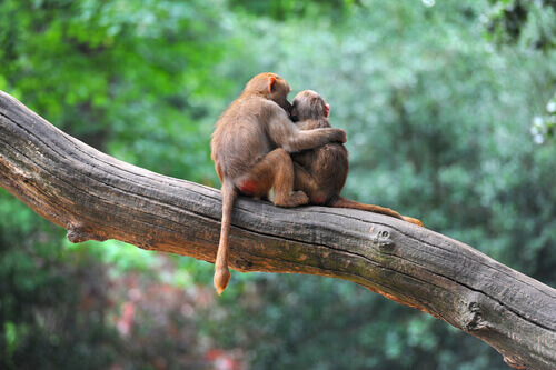 A monkey hugging and kissing another.