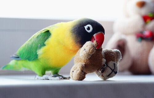 En papegoja leker med en leksak.