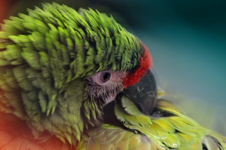Een papegaai die zijn veren uittrekt