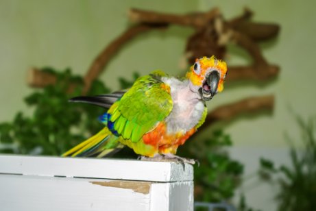 En papegoja som lider av fjäderplockning.