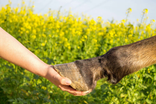 A person holding a horse's hoof.