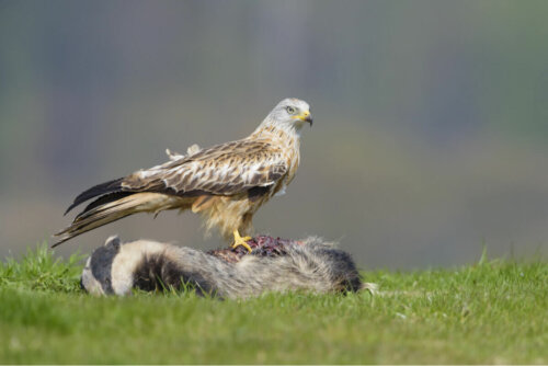 A red kite on top of its prey.