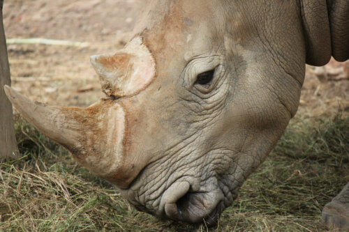 A rhino eating.