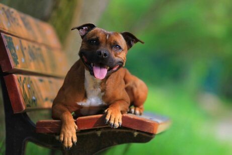 A staffordshire terrier on a bench.