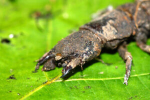 Scary Looking Insects that Are Harmless