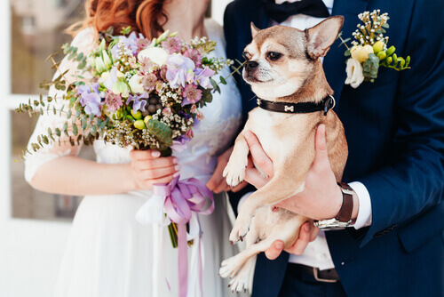 A wedding couple holding their dog.