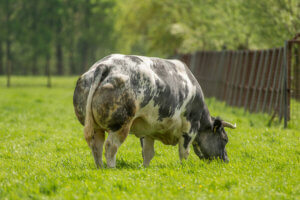 Belgian Blue bull.