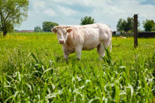 Το Belgian Blue και η μυϊκή του εμφάνιση