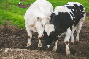 Two Belgian Blue cows nuzzle..