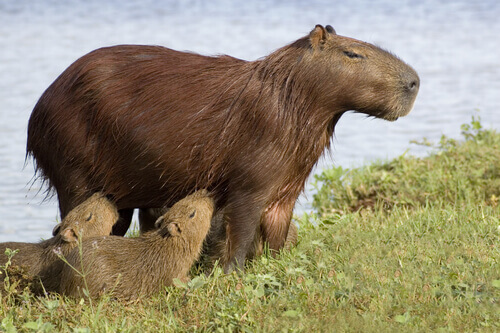 A family of capybaras.