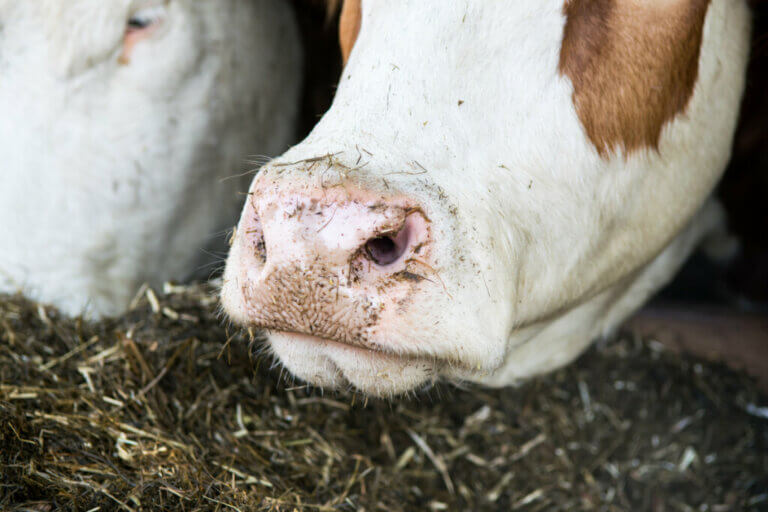 The Rumen, a Microbial Ecosystem Inside a Cow - My Animals