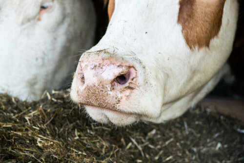 The Rumen, a Microbial Ecosystem Inside a Cow