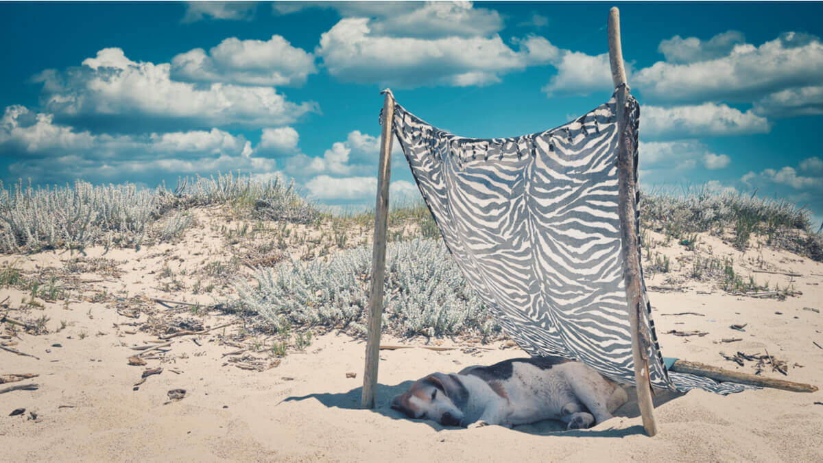 Dog hiding from solar rays.