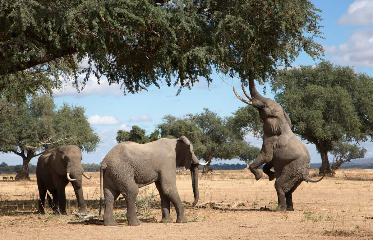 Elephants eating in the wild.