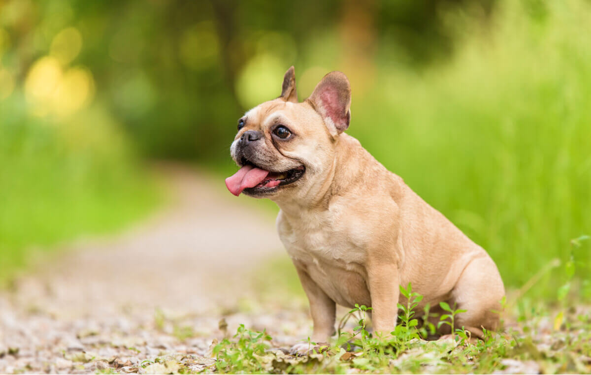 French bulldog breed.