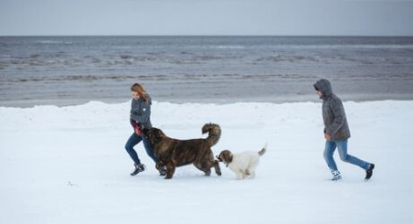 People playing with their dogs in the snow.