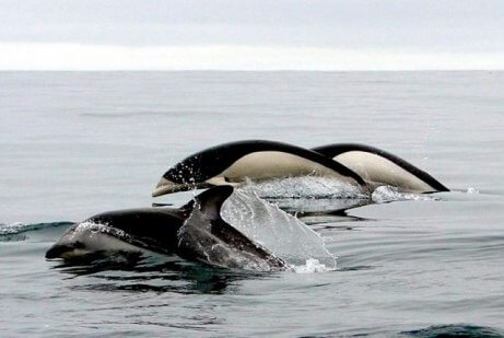 Southern Right Whale Dolphins swimming.