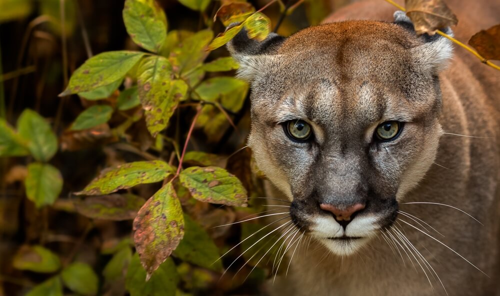 Der Puma ist das große amerikanische Raubtier