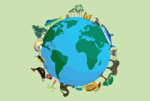 How Many Animal Species Are There On the Planet?