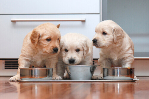 Three puppies in front of their bowls.
