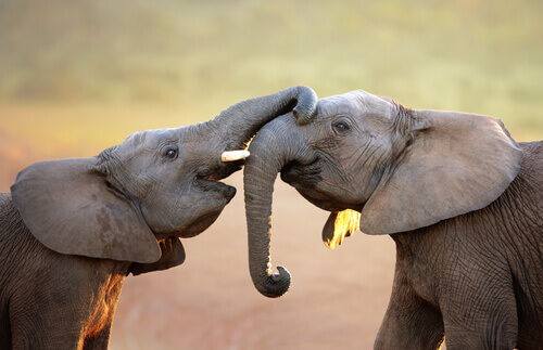 Do Animals Have Emotions? - My Animals