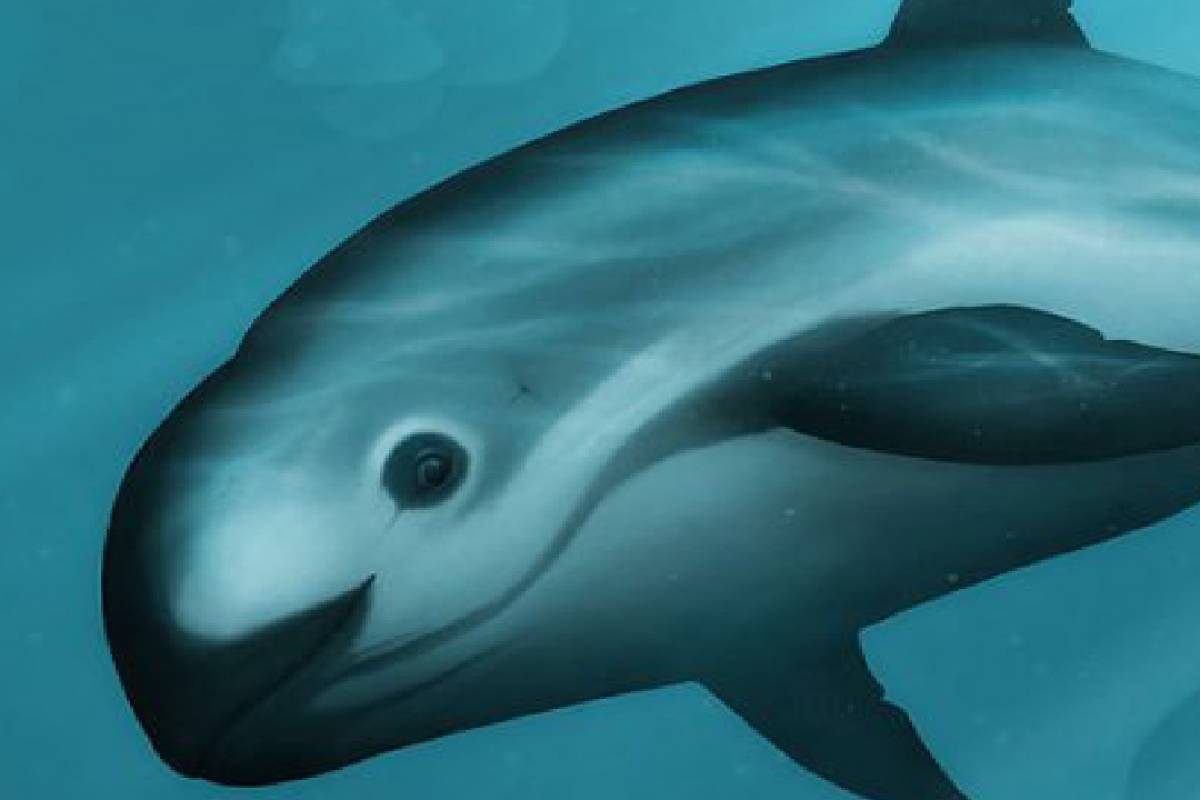 A drawing of the vaquita.