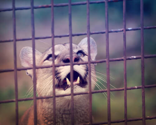 Der Puma ist das große amerikanische Raubtier