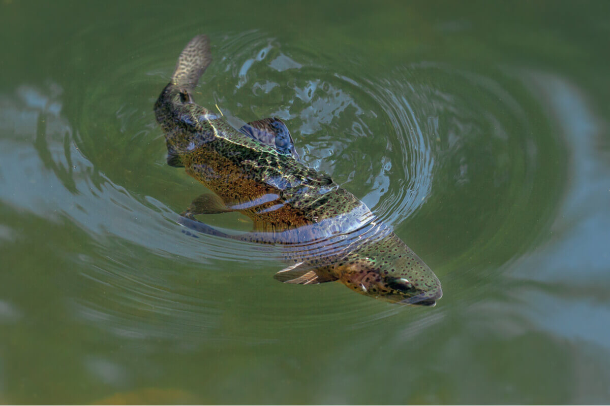 A rainbow trout swimming under water.