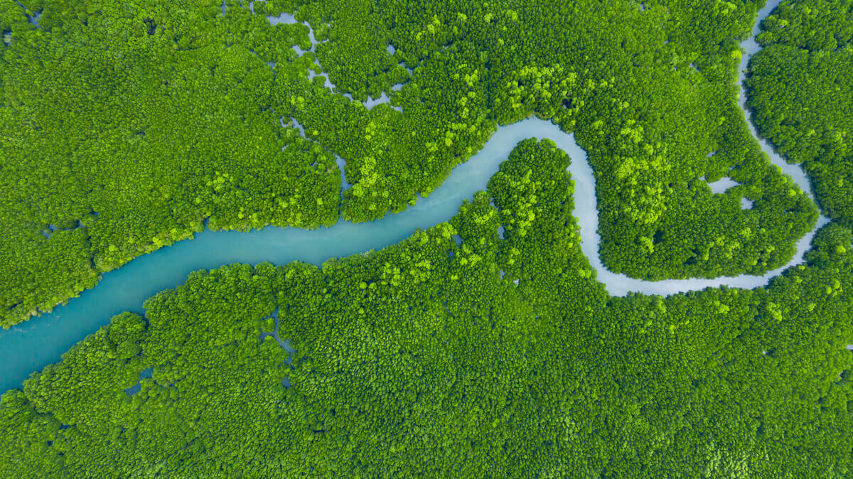 The Amazon River cutting through the rain forest.