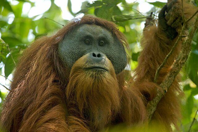 An orangutan in a tree.
