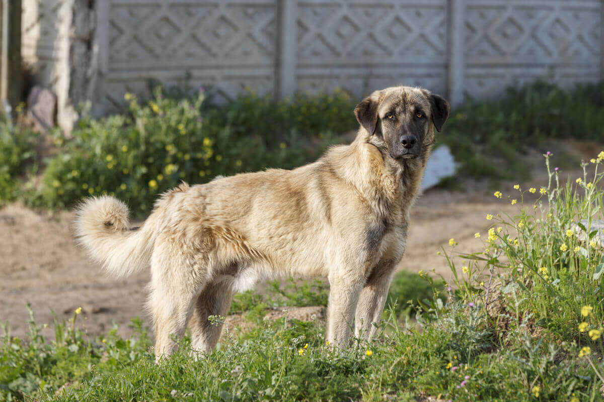 An Anatolian shepherd dog.